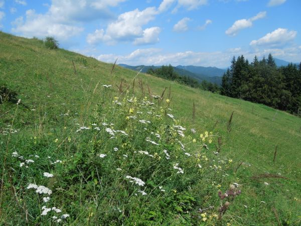 Lebensraum von Fiebers Gebirgsschrecke in der Steiermark