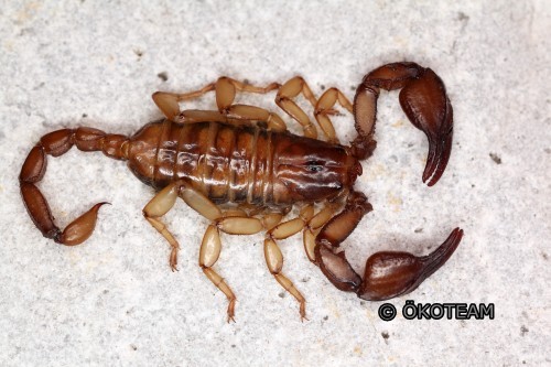 euscorpius-tergestinus