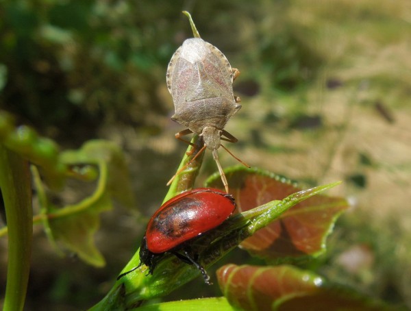 Der Waldwächter, eine Baumwanze, saugt einen Pappelblattkäfer aus