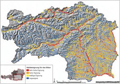 Habitatmodellierung des Bibers für die Steiermark.