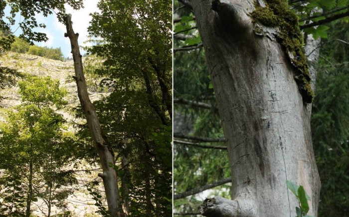 Alpenbockkäfer-Brutbäume in der Nähe des Altausseer Sees. Alpenbockkäfer-Brutbäume in der Nähe des Altausseer Sees.