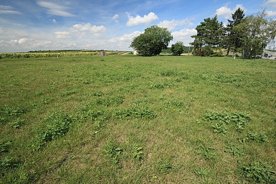 Neuer Ziesel-Lebensraum auf rückgebauter, begrünter Gewinnungsstation