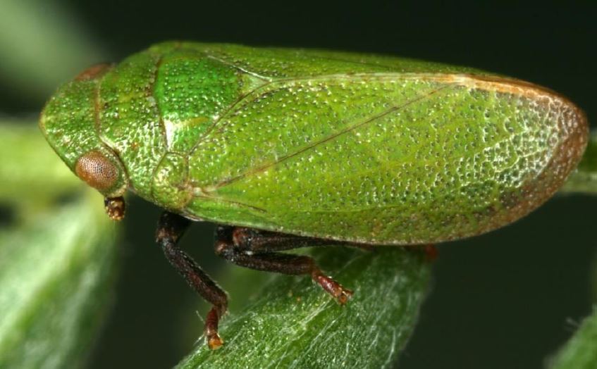 Tettigometra virescens. Foto: Kunz G.