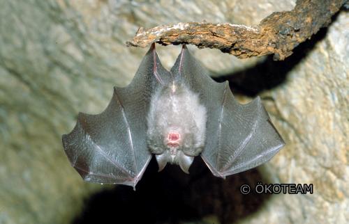 Kleine Hufeisennase - © Komposch C. Kleine Hufeisennase - © Komposch C.