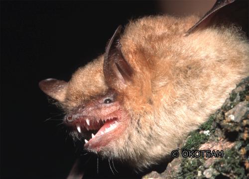 Wimperfledermaus - © Komposch B. Wimperfledermaus - © Komposch B.