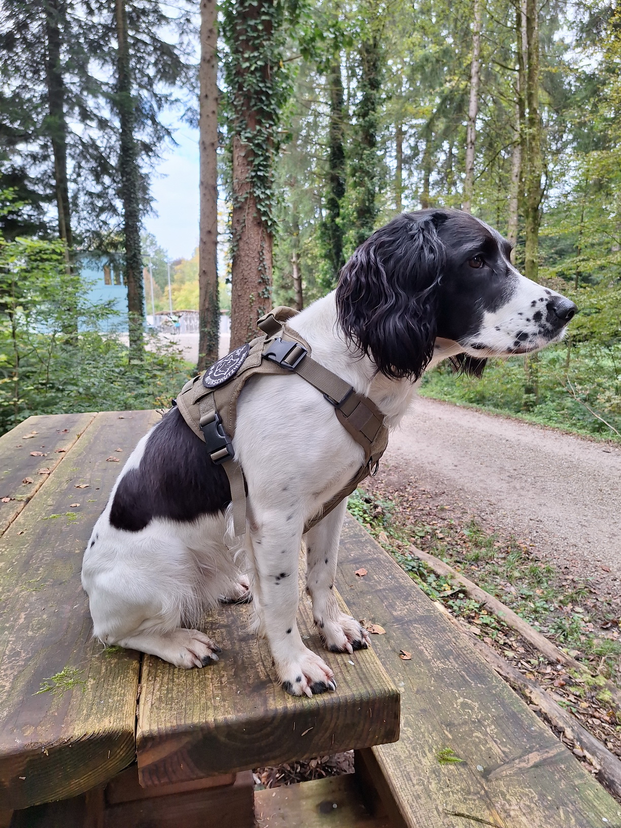 Naturschutzhunde_2