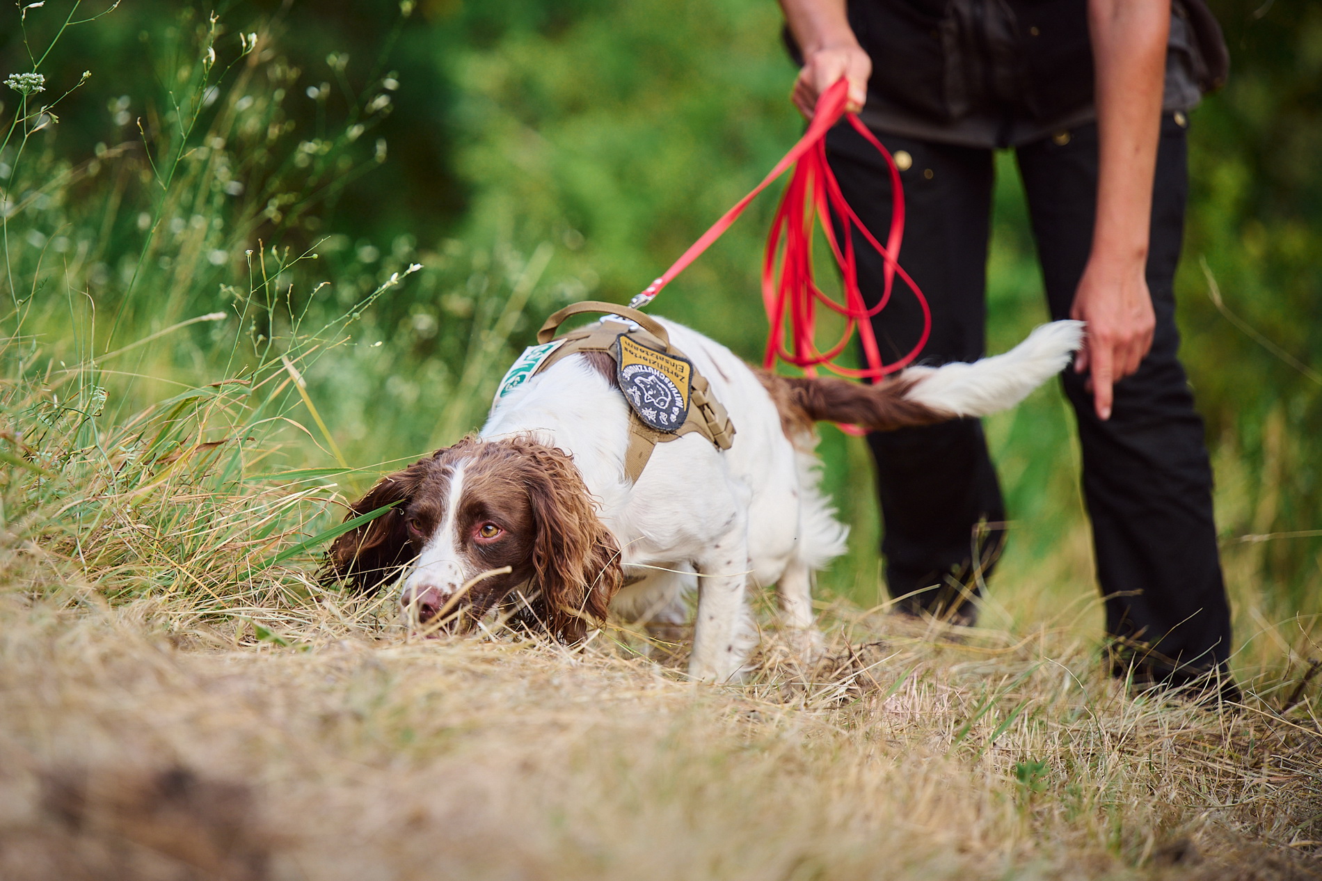 Naturschutzhunde_3