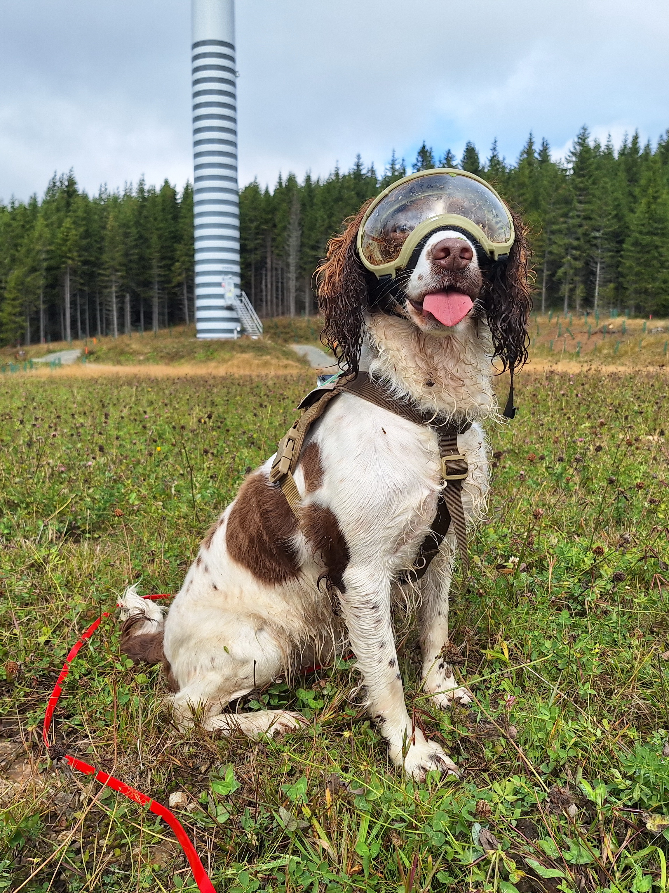 Naturschutzhunde_1