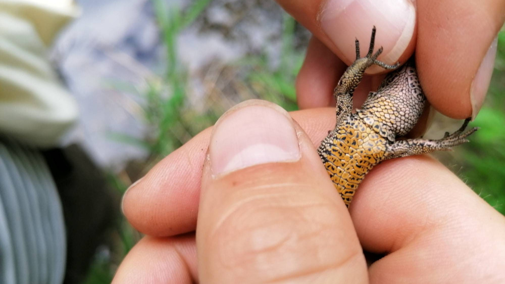 Herpeto_Untersuchung