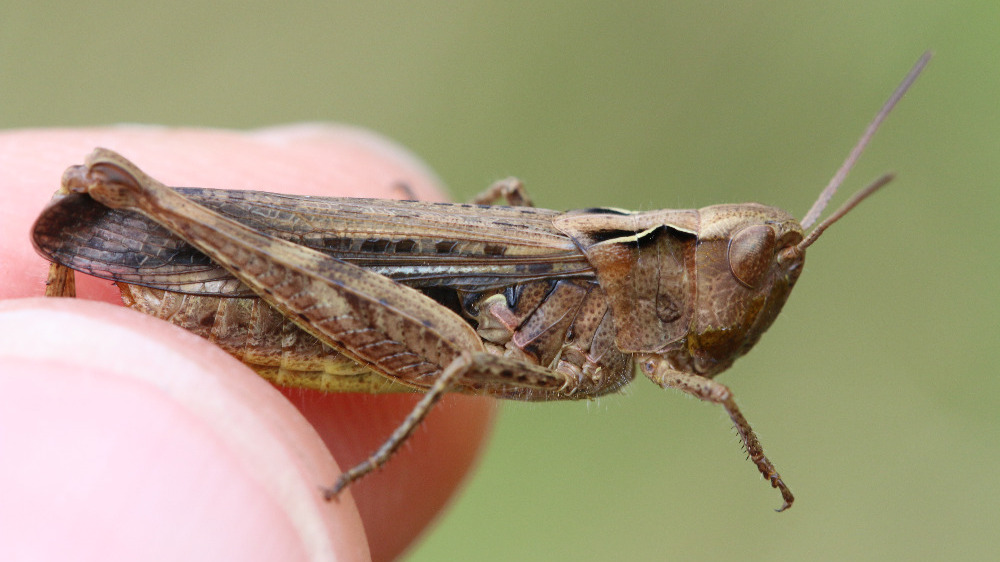 Heuschreck