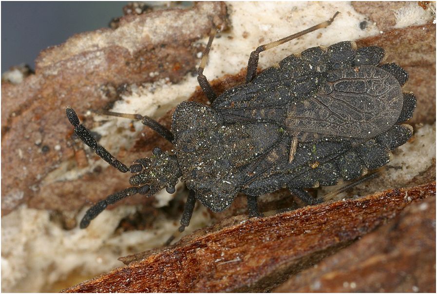 Die Breithals-Rindenwanze, Aradus brevicollis, ist eine extrem seltene boreomontane Art und saugt an Totholzpilzen. Aus Österreich sind nur 3 Fundorte bekannt. Gelingen Nachweise im Gesäuse? Foto: E. Wachmann