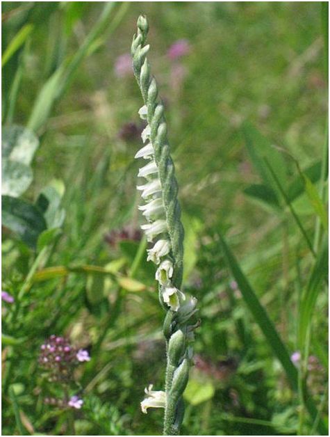 Die Herbst-Drehwurz, Spiranthes spiralis; als Schutzgutart in Halbtrockenrasen. Foto: T. Frieß