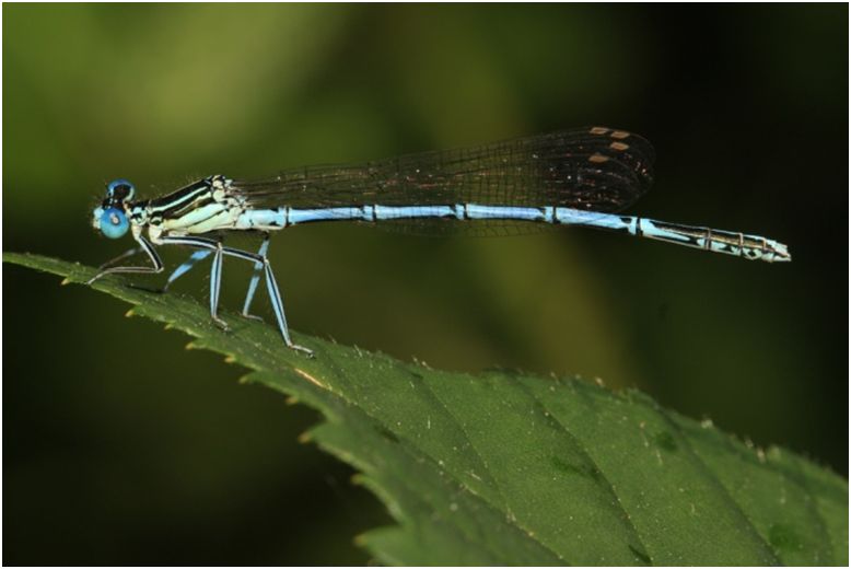 Alle Libellen sind in der Steiermark artenschutzrechtlich geschützt. Im Bild ist die Blaue Fe-derlibelle, Platycnemis pennipes, zu sehen. Foto: B. Komposch