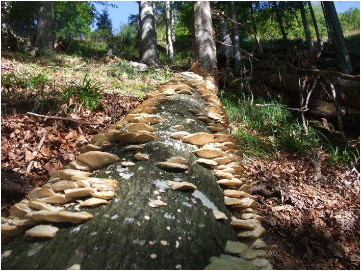 Verpilztes Totholz – Kleinhabitat unzähliger Waldorganismen. Foto. T. Frieß. Verpilztes Totholz – Kleinhabitat unzähliger Waldorganismen. Foto. T. Frieß.