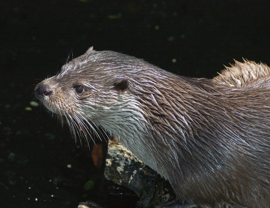 Fischotter. Foto: W. Holzinger