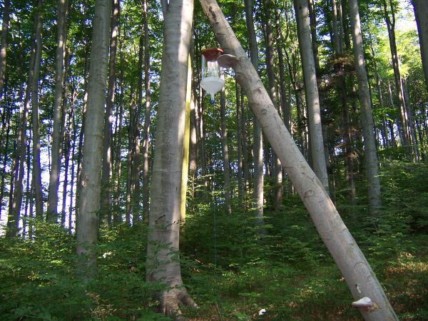 Fallenstandort im Buchenwald. ©Mehlmauer Biodiversitätsmonitoring - Wienerwald