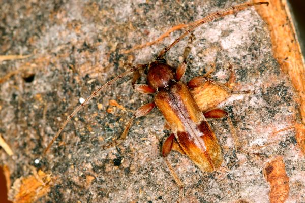 Trichoferus pallidus. ©Holzer E. Biodiversitätsmonitoring - Wienerwald