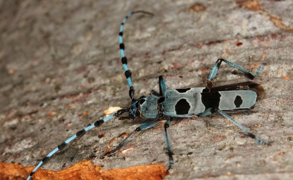 Alpenbockkäfer im Nationalpark Kalkalpen