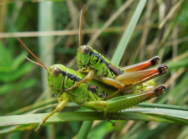 Fiebers Gebirgsschrecke in der Steiermark