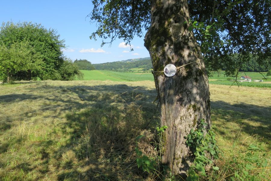 Ein alter Obstbaum als Brutstätte des Juchtenkäfers – der Baum ist aufgrund der freiwilligen Teilnahme der Eigentümer/innen am Vertragsnaturschutz über die Baumprämie für 10 Jahre gesichert.