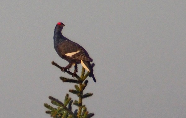 Birkhuhn Birkhuhn