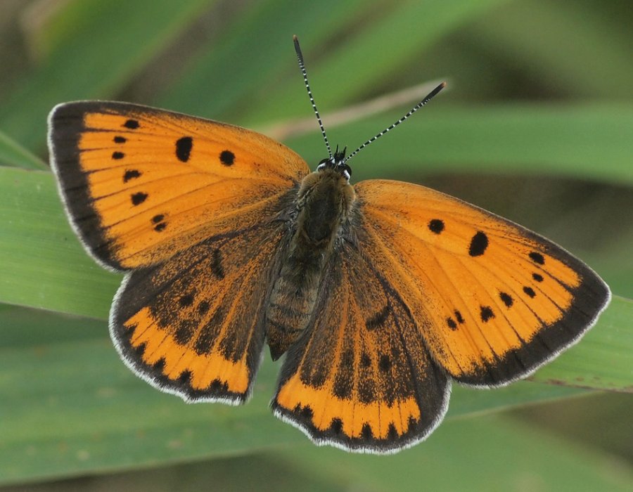 Lycaena dispar - Großer Feuerfalter. Foto: H. Brunner Lycaena dispar - Großer Feuerfalter. Foto: H. Brunner