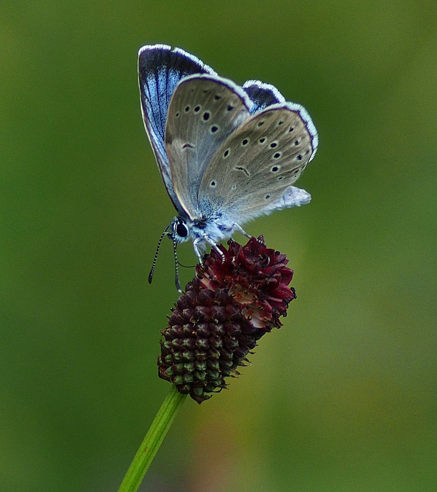 Maculinea teleius - Heller Wiesenknopf-Ameisen-Bläuling. Foto: H. Brunner