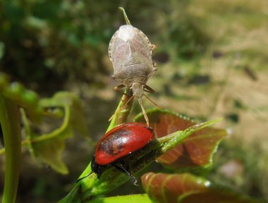 Der Waldwächter, eine Baumwanze, saugt an einem Pappelblattkäfer. Der Waldwächter, eine Baumwanze, saugt an einem Pappelblattkäfer.
