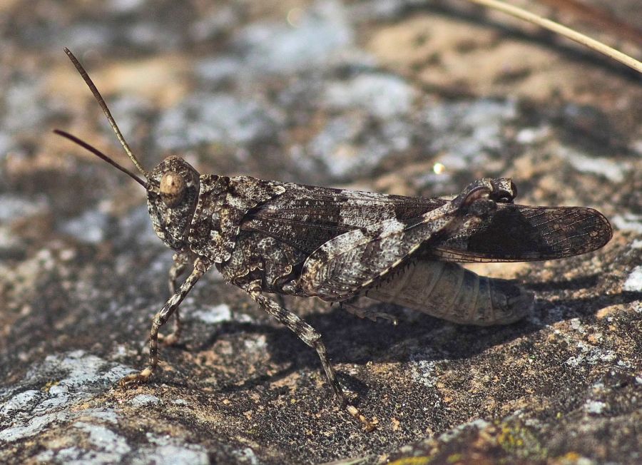 Oedipoda caerulescens - Blauflügelige Ödlandschrecke. Foto: H. Brunner Oedipoda caerulescens - Blauflügelige Ödlandschrecke. Foto: H. Brunner