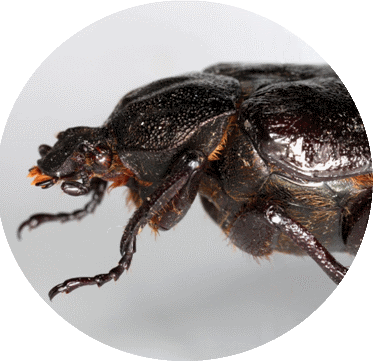 Species Conservation Project - Hermit beetle