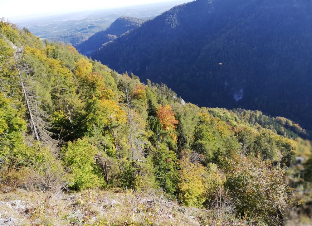 Blick vom Gösser in die Raabklamm. Foto: T. Frieß