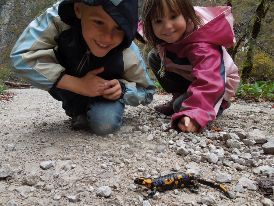 Natur- und Geopark Steirische Eisenwurzen - Feuersalamander Natur- und Geopark Steirische Eisenwurzen - Feuersalamander