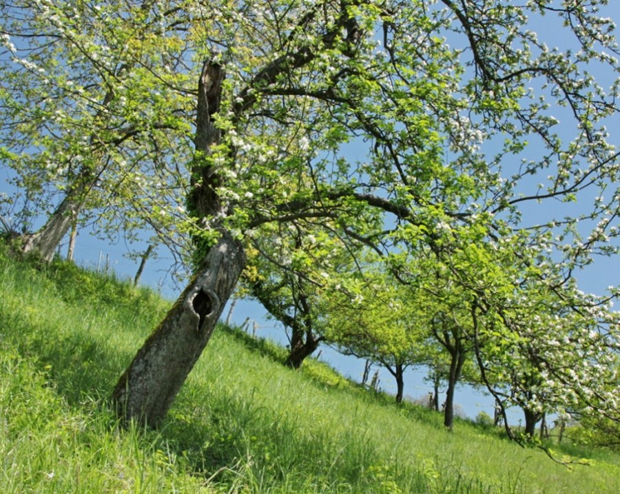 Obstwiesen – Insel der Vielfalt in der Landschaft, ein Arbeitsplatz für Bauern/Bäuerinnen, ein Lebensraum für Tiere und Pflanzen, eine Augenweide für Erholungssuchende und Herkunft hervorragender Lebensmittel. Der Baum im Vordergrund ist vom seltenen Juchtenkäfer besiedelt.