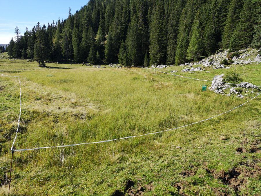 Im Zuge der Naturschutzmaßnahmen eingezäunte und vor Vertritt geschützte Feuchtfläche auf der Alm im Haselkar.