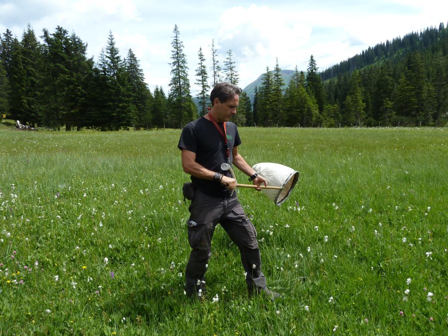 Mit unterschiedlichsten Methoden, hier Kescherfang zur Erfassung der Heuschrecken und Wanzen, wurden die ausgewählten Indikatorgruppen für das Monitoring aufgenommen.